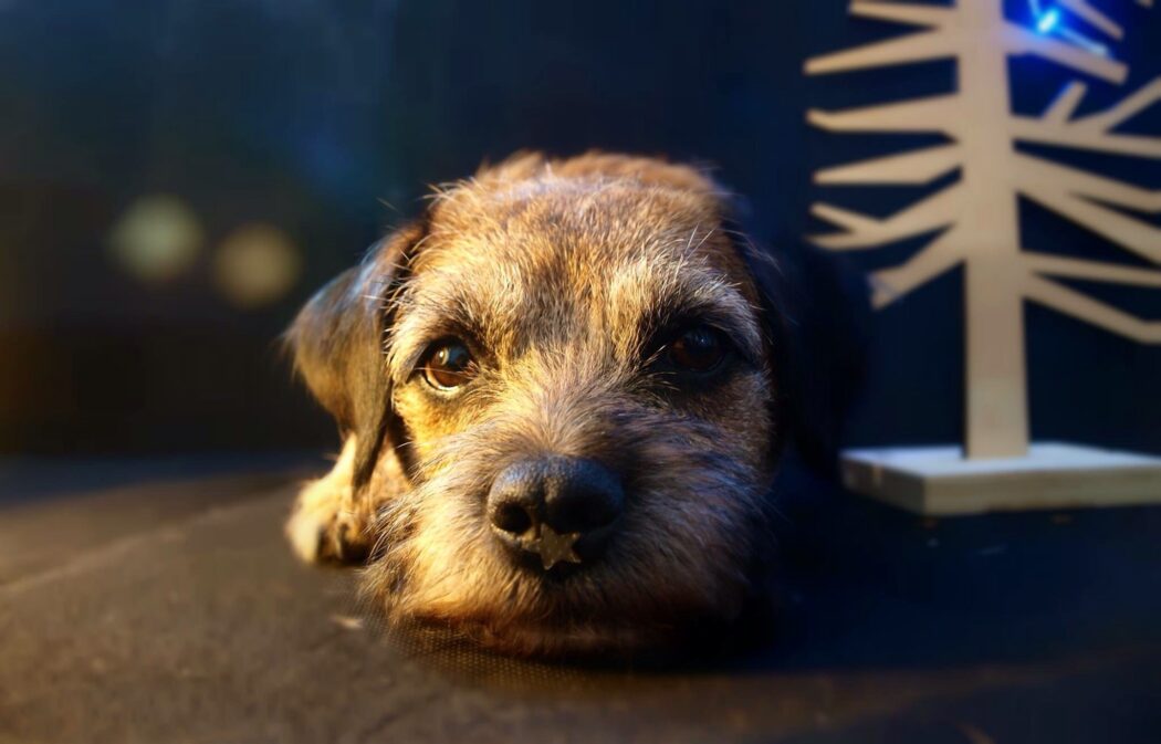 border terrier